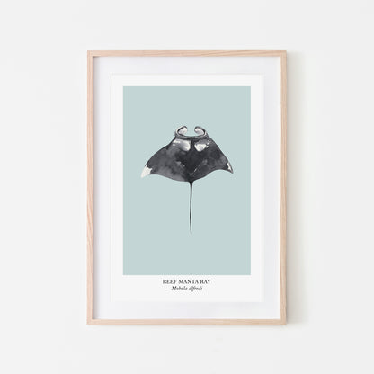 Manta-Ray-Watercolour-Sea-Creature-Wall-Art-in-Shell-Blue