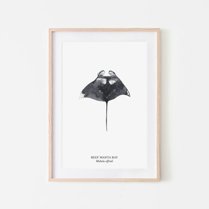 Manta-Ray-Watercolour-Sea-Creature-Wall-Art-in-White