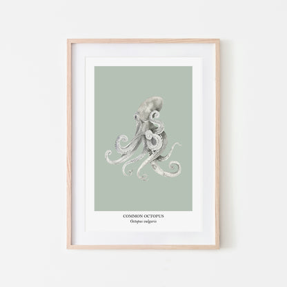 Octopus-Watercolour-Sea-Creature-Wall-Art-in-Mist-Green