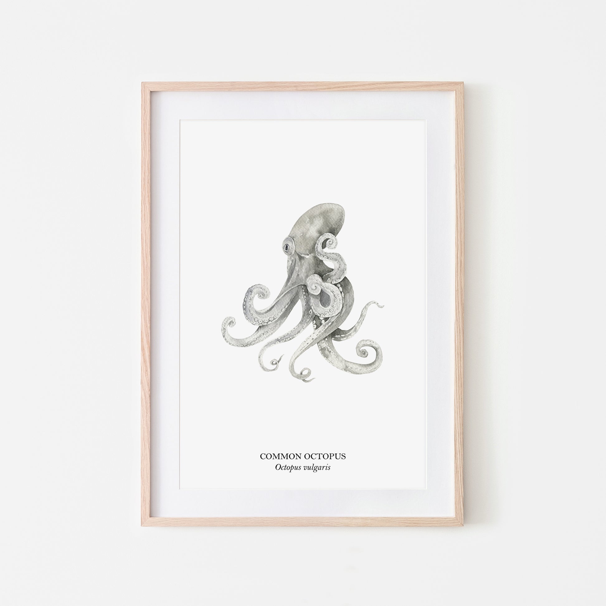 Octopus-Watercolour-Sea-Creature-Wall-Art-in-White