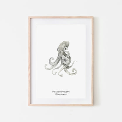 Octopus-Watercolour-Sea-Creature-Wall-Art-in-White