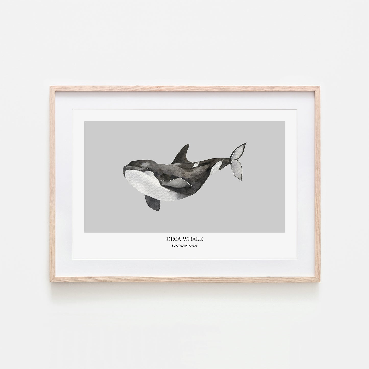 Orca-Whale-Watercolour-Sea-Creature-Wall-Art-in-Bone-Grey
