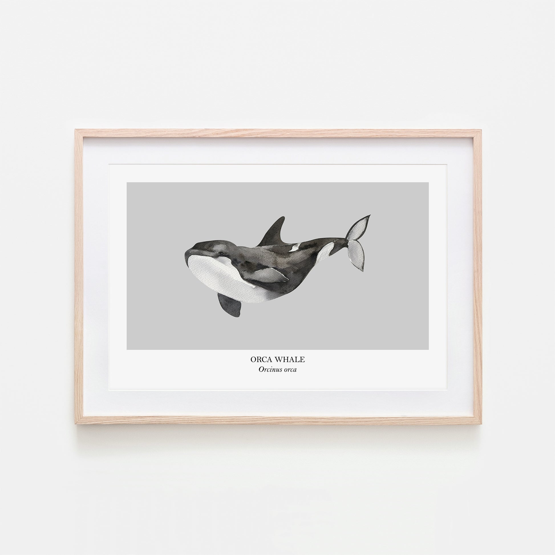 Orca-Whale-Watercolour-Sea-Creature-Wall-Art-in-Bone-Grey