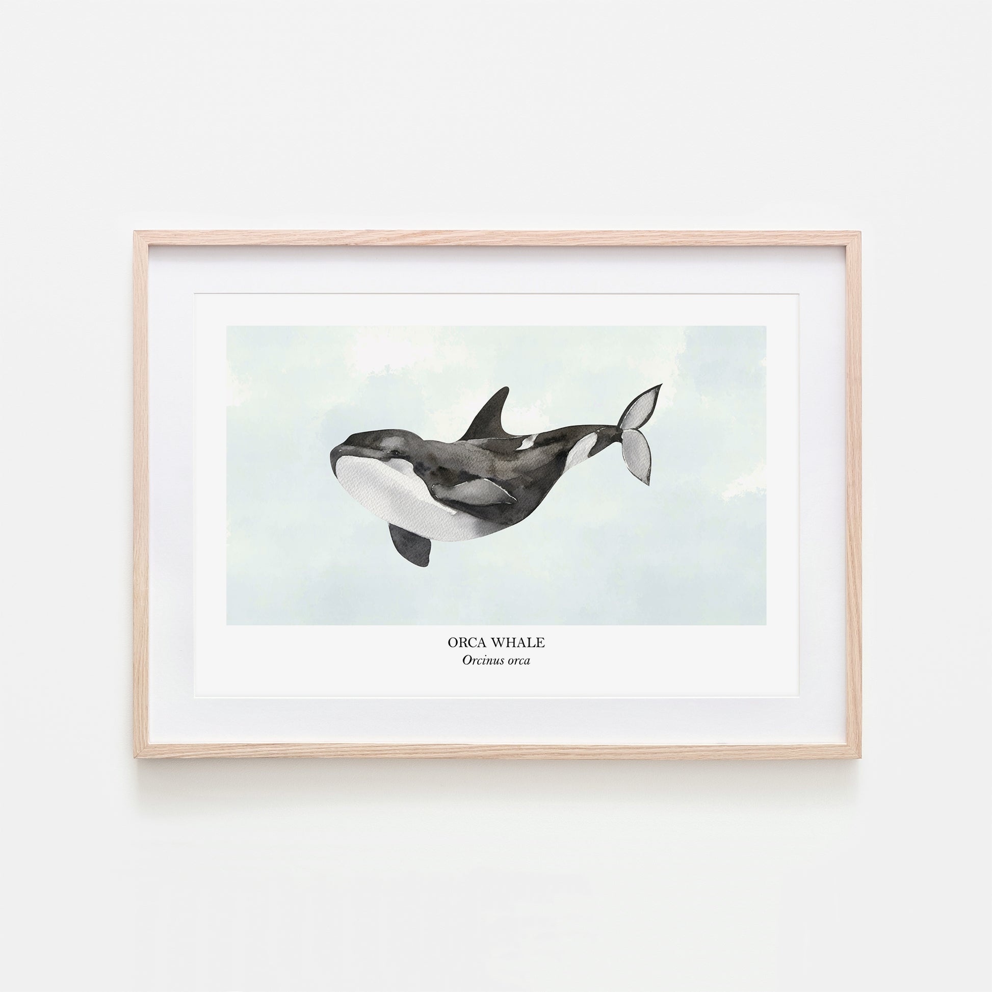 Orca-Whale-Watercolour-Sea-Creature-Wall-Art-in-Cloudy