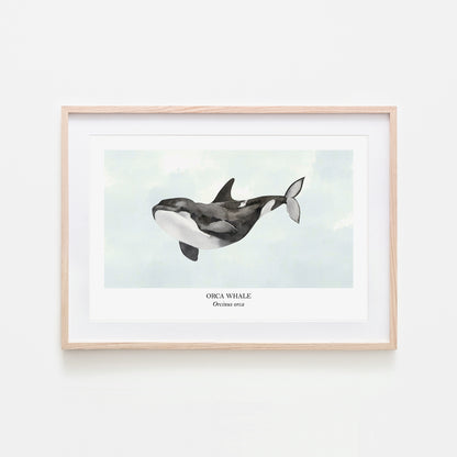 Orca-Whale-Watercolour-Sea-Creature-Wall-Art-in-Cloudy