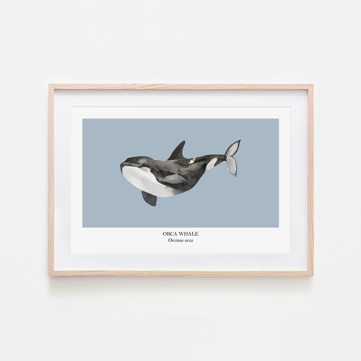 Orca-Whale-Watercolour-Sea-Creature-Wall-Art-in-Fog-Blue