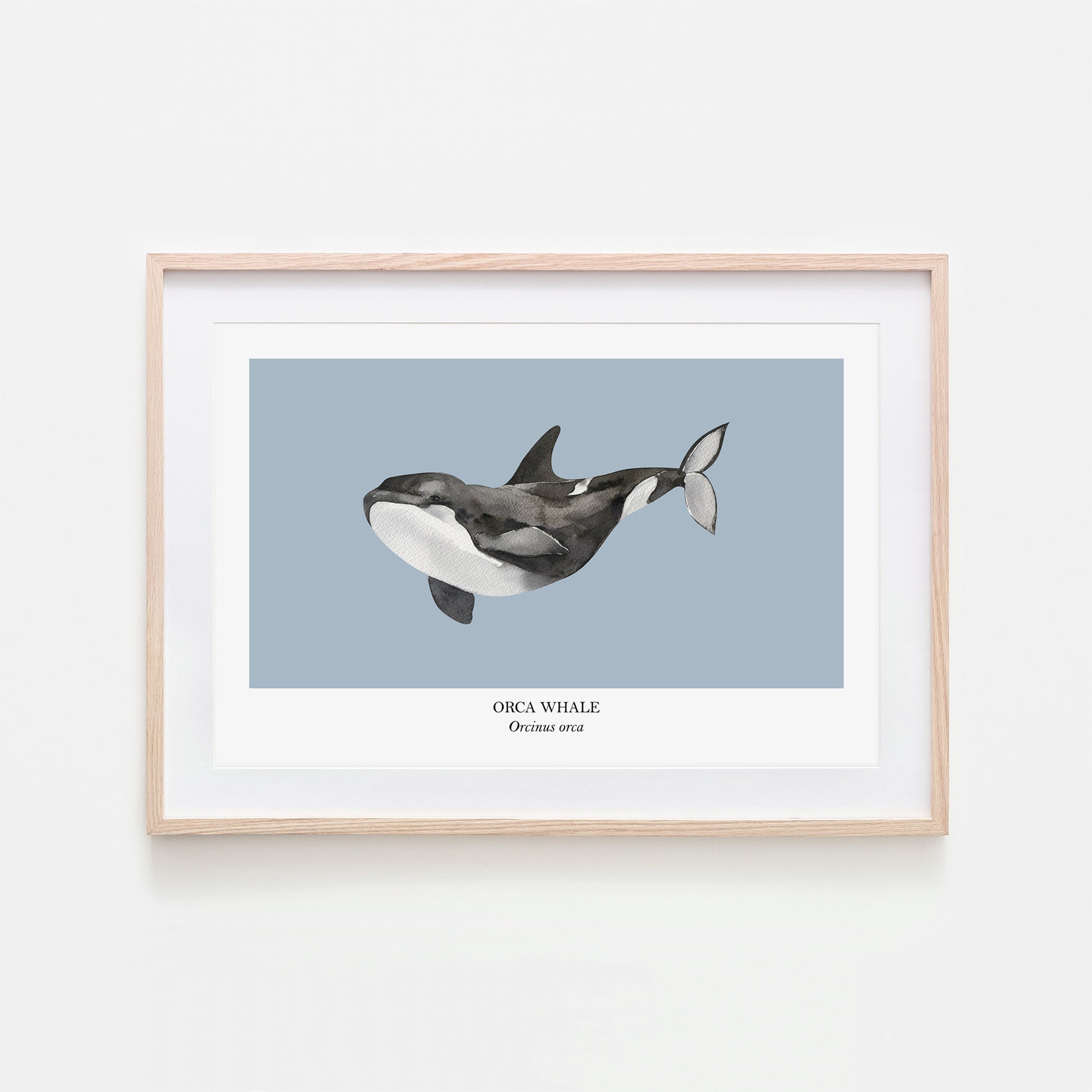 Orca-Whale-Watercolour-Sea-Creature-Wall-Art-in-Fog-Blue