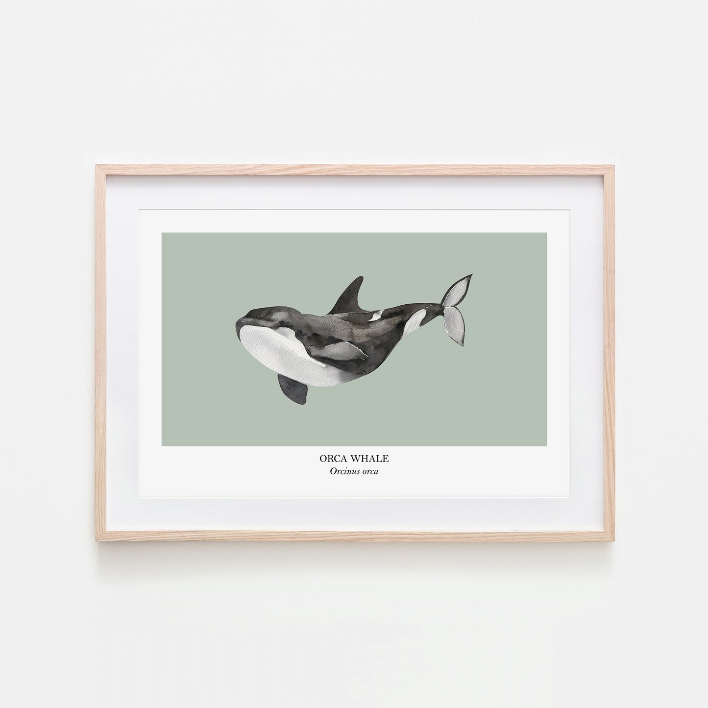 Orca-Whale-Watercolour-Sea-Creature-Wall-Art-in-Mist-Green