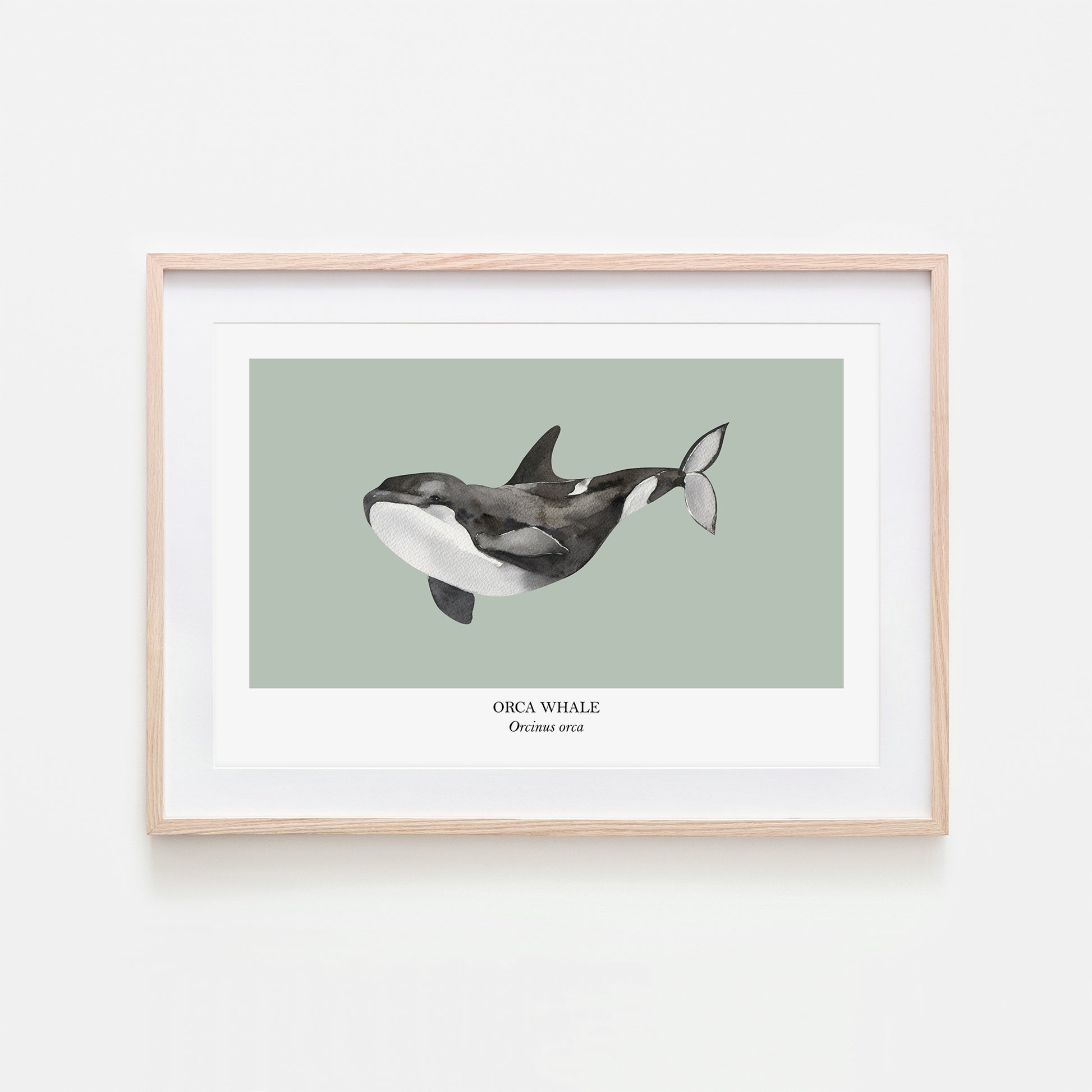 Orca-Whale-Watercolour-Sea-Creature-Wall-Art-in-Mist-Green