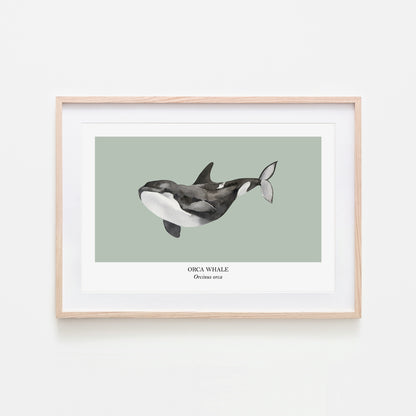 Orca-Whale-Watercolour-Sea-Creature-Wall-Art-in-Mist-Green