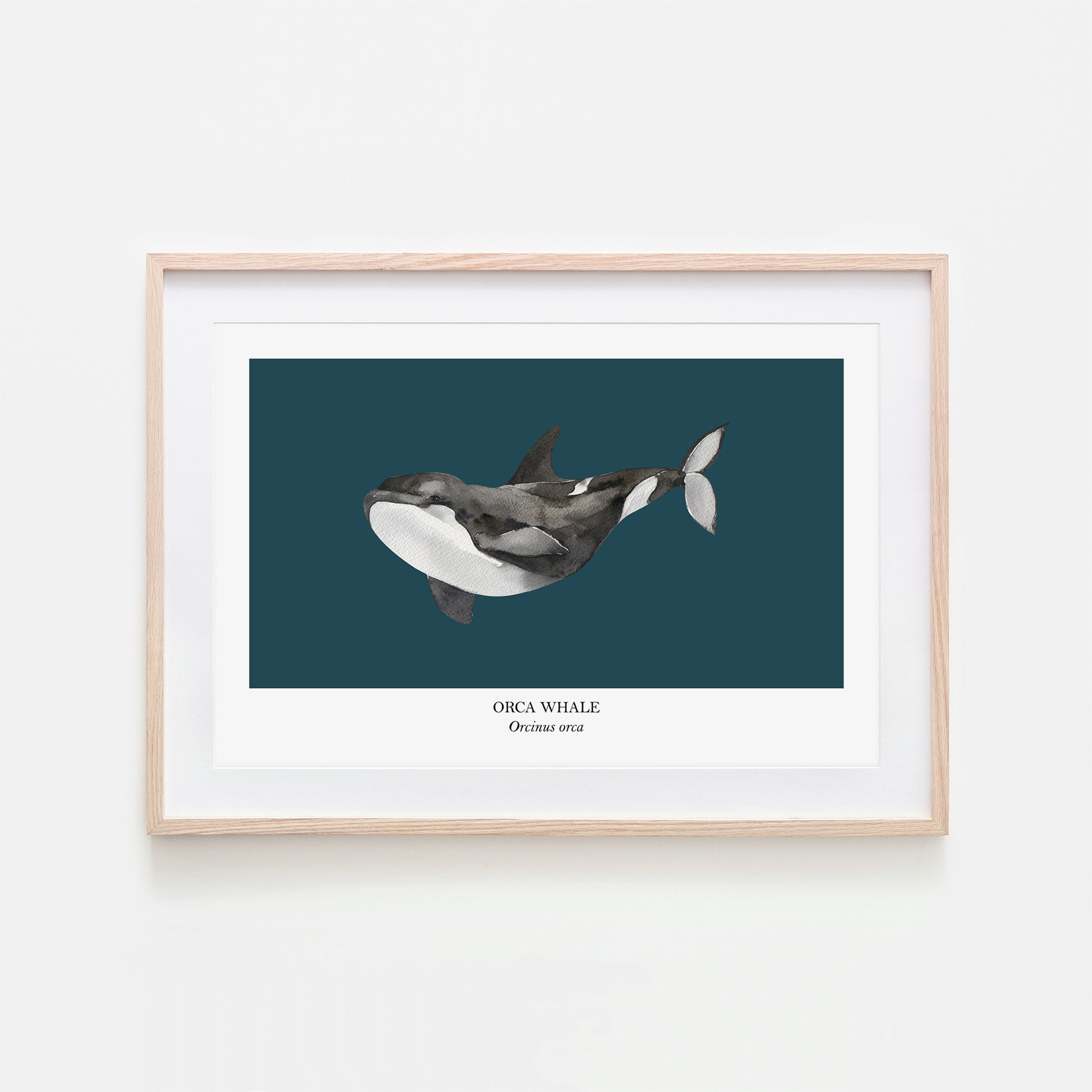 Orca-Whale-Watercolour-Sea-Creature-Wall-Art-in-Navy-Blue