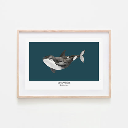 Orca-Whale-Watercolour-Sea-Creature-Wall-Art-in-Navy-Blue