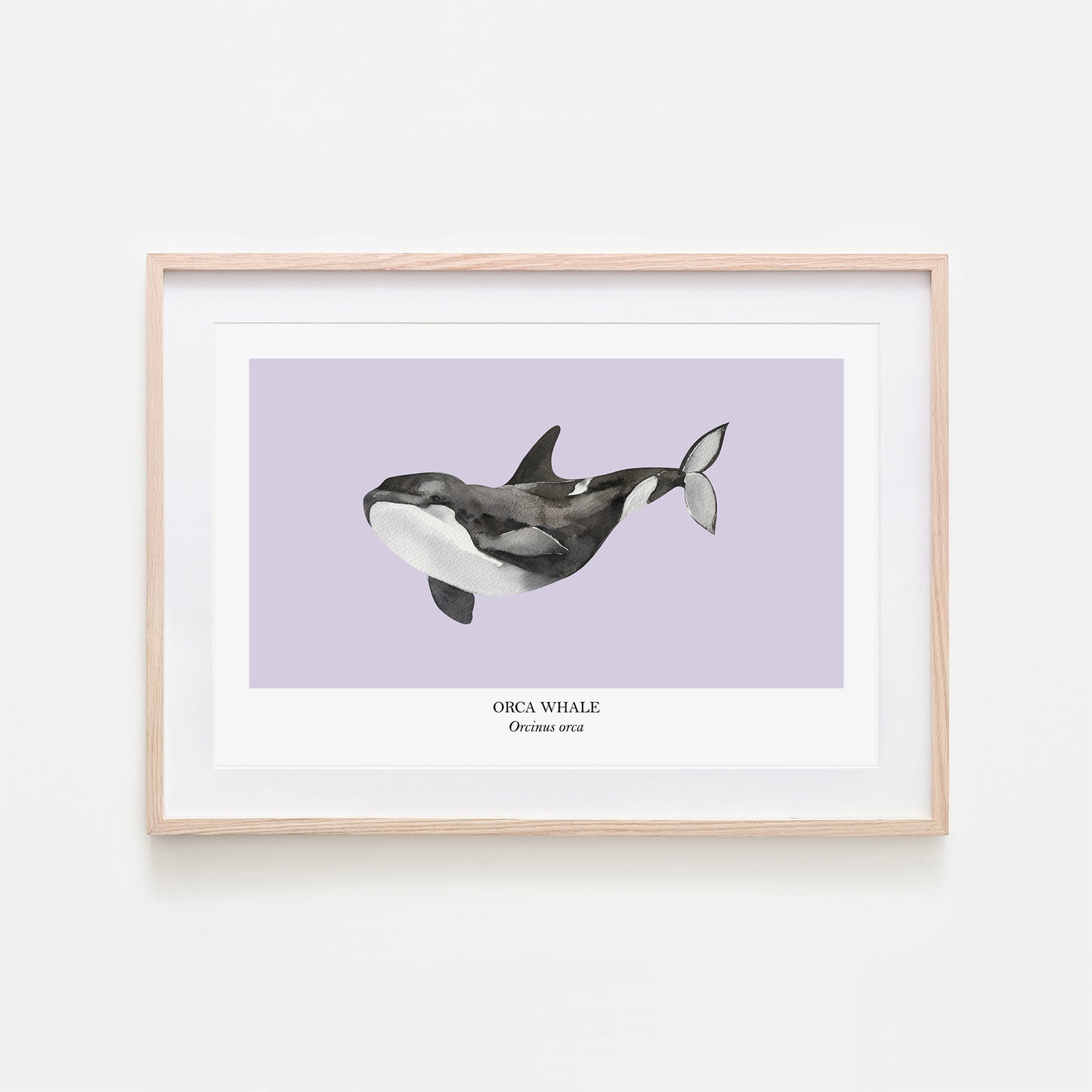Orca-Whale-Watercolour-Sea-Creature-Wall-Art-in-Peri-Purple