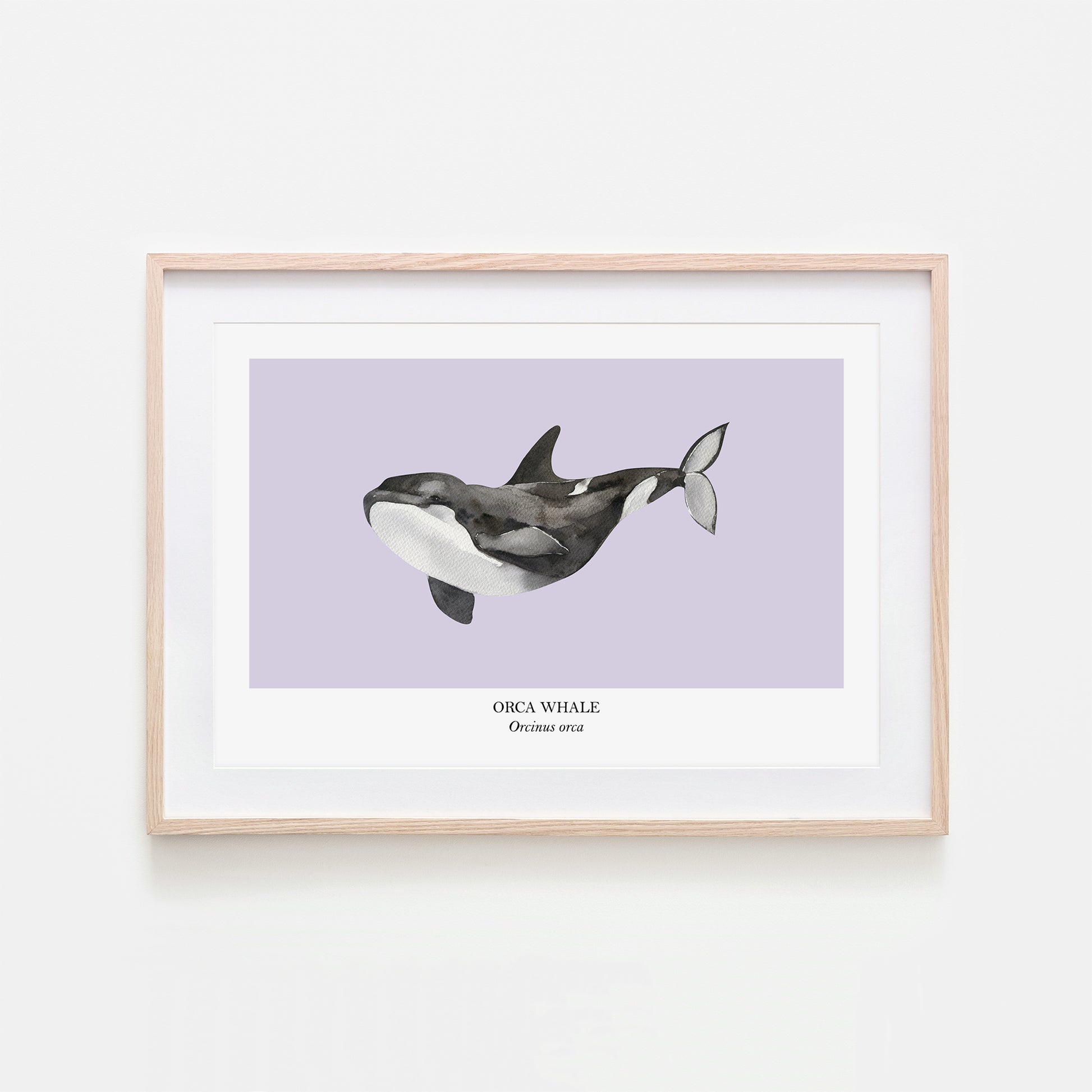 Orca-Whale-Watercolour-Sea-Creature-Wall-Art-in-Peri-Purple
