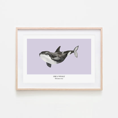 Orca-Whale-Watercolour-Sea-Creature-Wall-Art-in-Peri-Purple