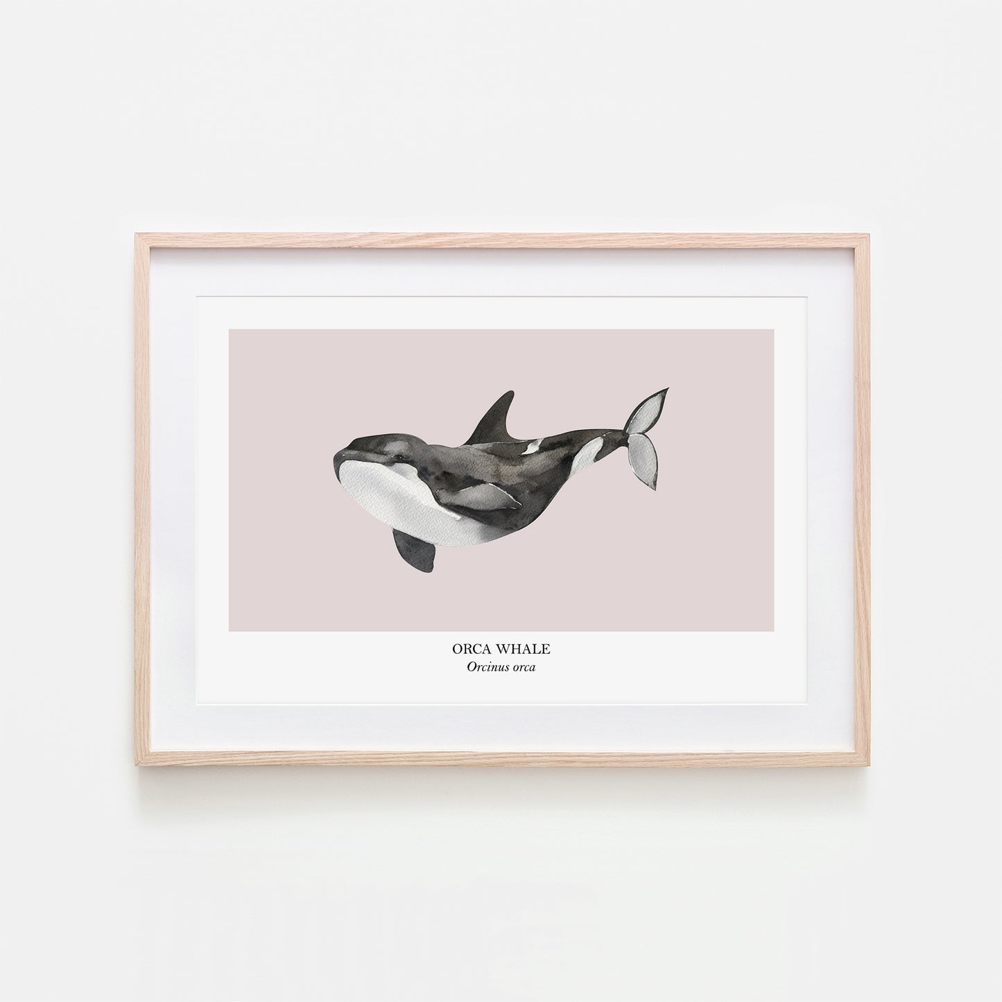 Orca-Whale-Watercolour-Sea-Creature-Wall-Art-in-Pointe-Pink