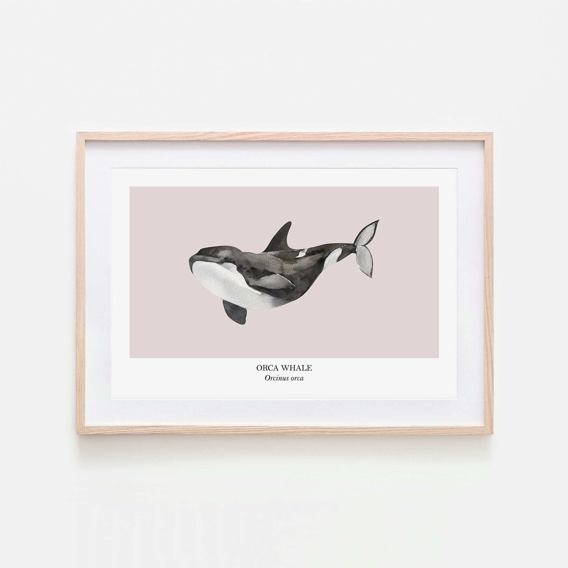Orca-Whale-Watercolour-Sea-Creature-Wall-Art-in-Pointe-Pink