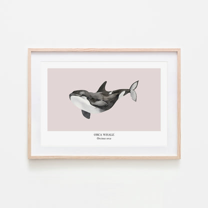 Orca-Whale-Watercolour-Sea-Creature-Wall-Art-in-Pointe-Pink