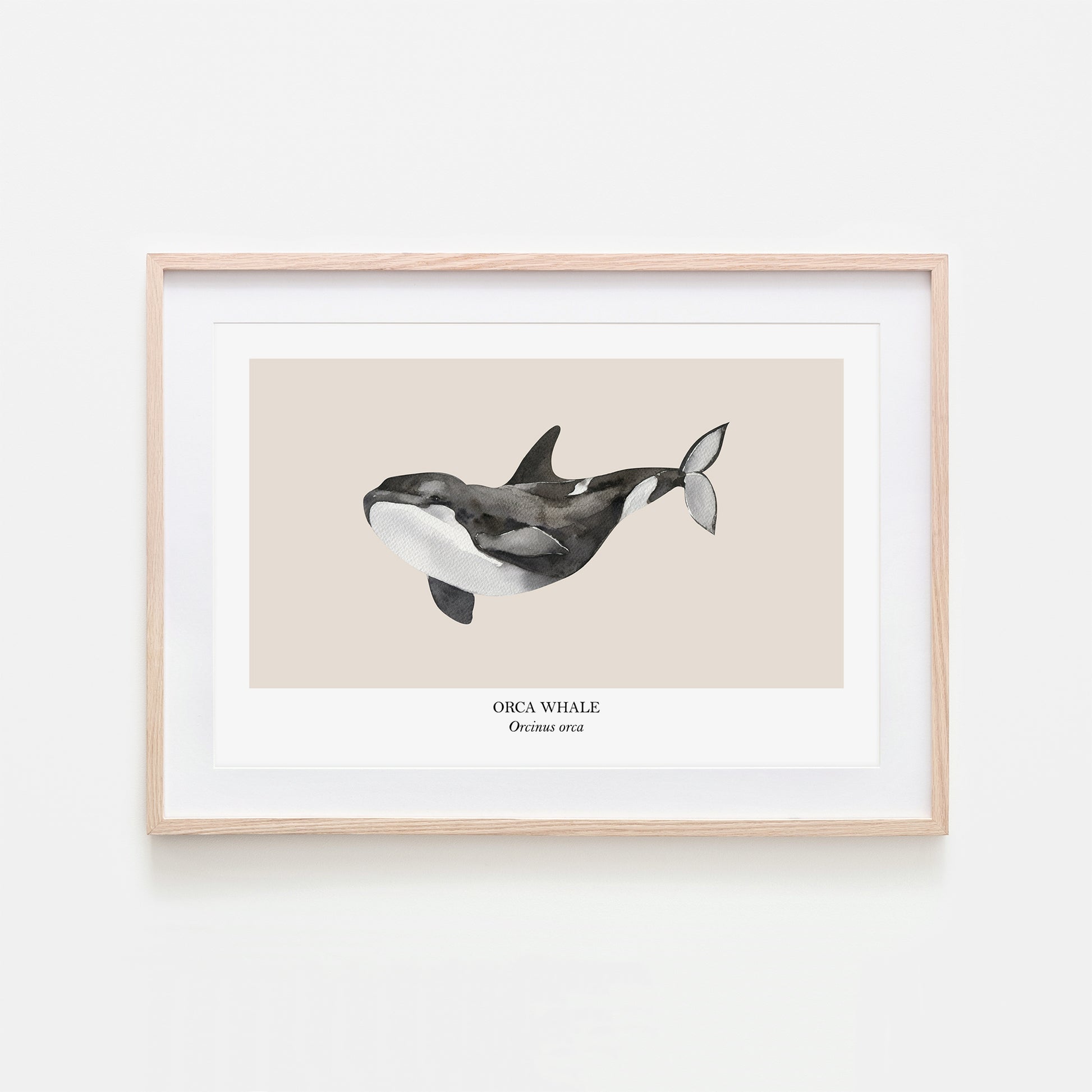 Orca-Whale-Watercolour-Sea-Creature-Wall-Art-in-Sand