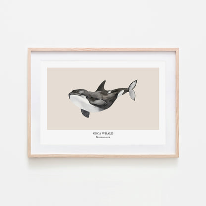 Orca-Whale-Watercolour-Sea-Creature-Wall-Art-in-Sand
