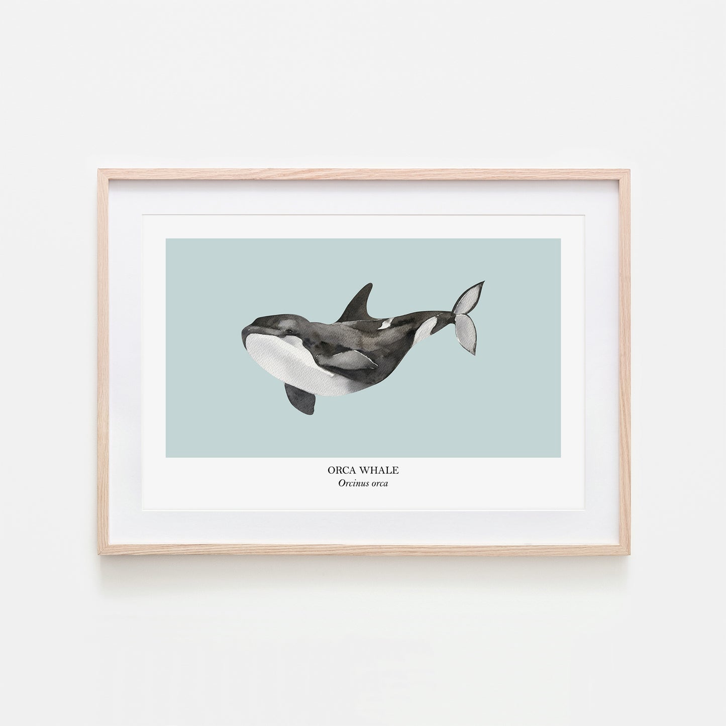 Orca-Whale-Watercolour-Sea-Creature-Wall-Art-in-Shell-Blue