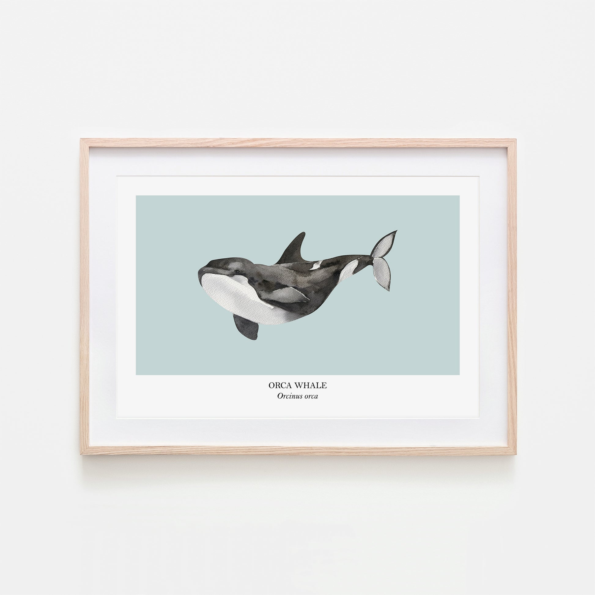 Orca-Whale-Watercolour-Sea-Creature-Wall-Art-in-Shell-Blue
