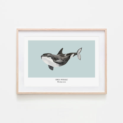 Orca-Whale-Watercolour-Sea-Creature-Wall-Art-in-Shell-Blue