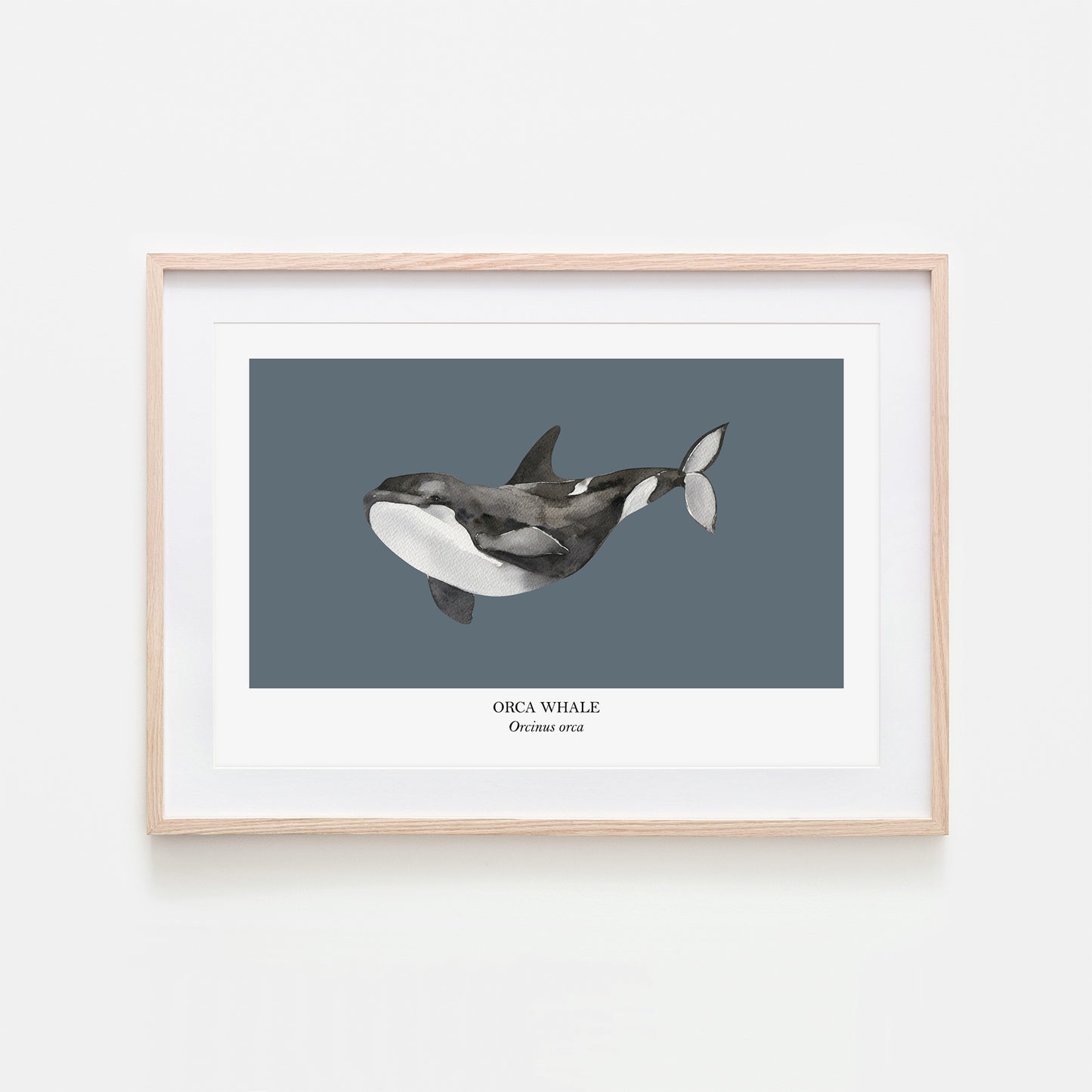 Orca-Whale-Watercolour-Sea-Creature-Wall-Art-in-Sky-Blue