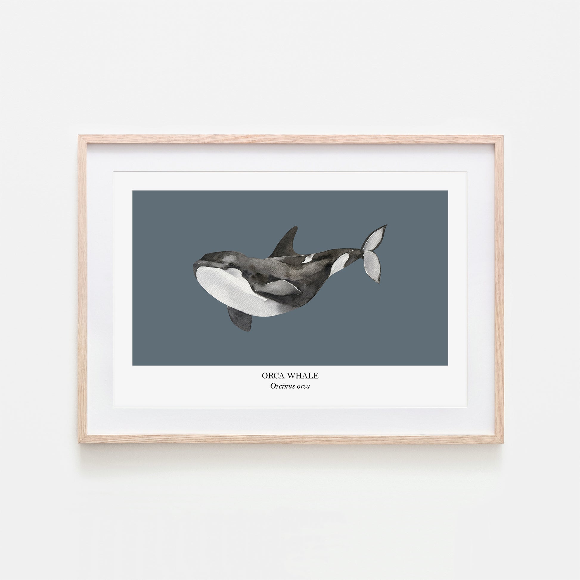 Orca-Whale-Watercolour-Sea-Creature-Wall-Art-in-Sky-Blue
