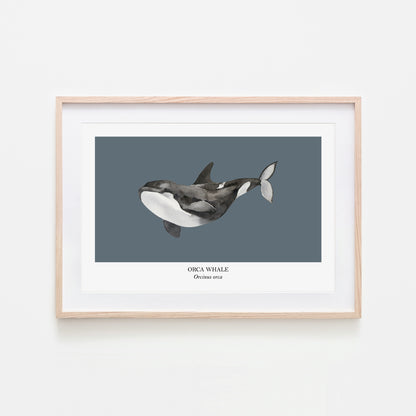 Orca-Whale-Watercolour-Sea-Creature-Wall-Art-in-Sky-Blue