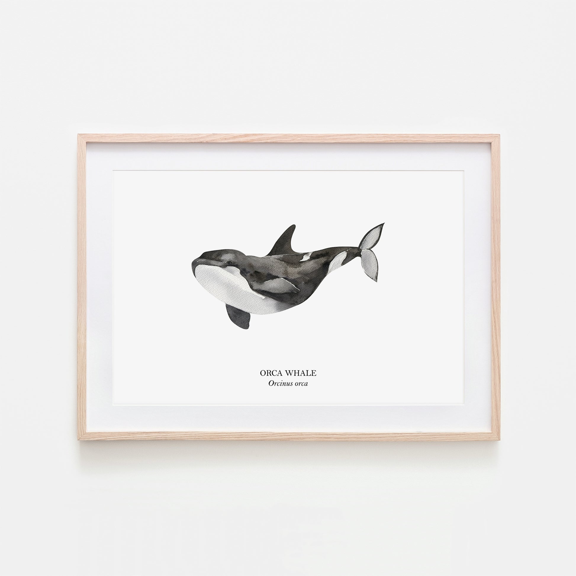 Orca-Whale-Watercolour-Sea-Creature-Wall-Art-in-White