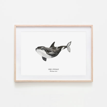Orca-Whale-Watercolour-Sea-Creature-Wall-Art-in-White