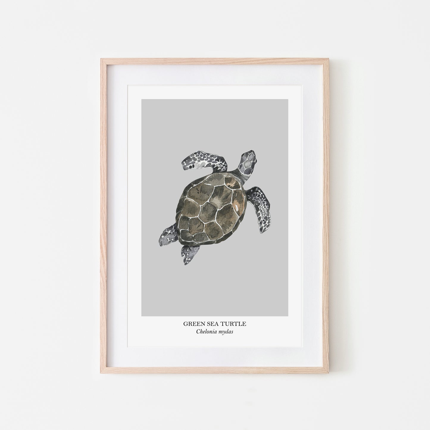 Sea-Turtle-Watercolour-Sea-Creature-Wall-Art-in-Bone-Grey
