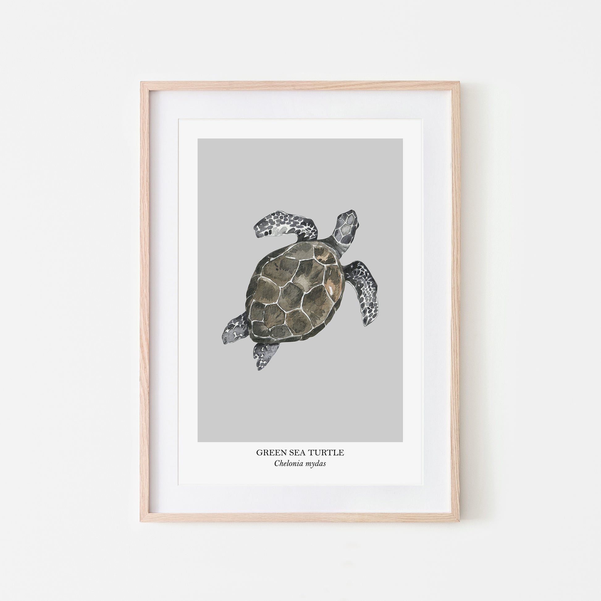 Sea-Turtle-Watercolour-Sea-Creature-Wall-Art-in-Bone-Grey