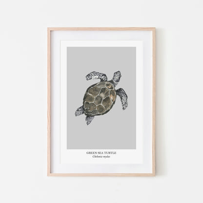 Sea-Turtle-Watercolour-Sea-Creature-Wall-Art-in-Bone-Grey