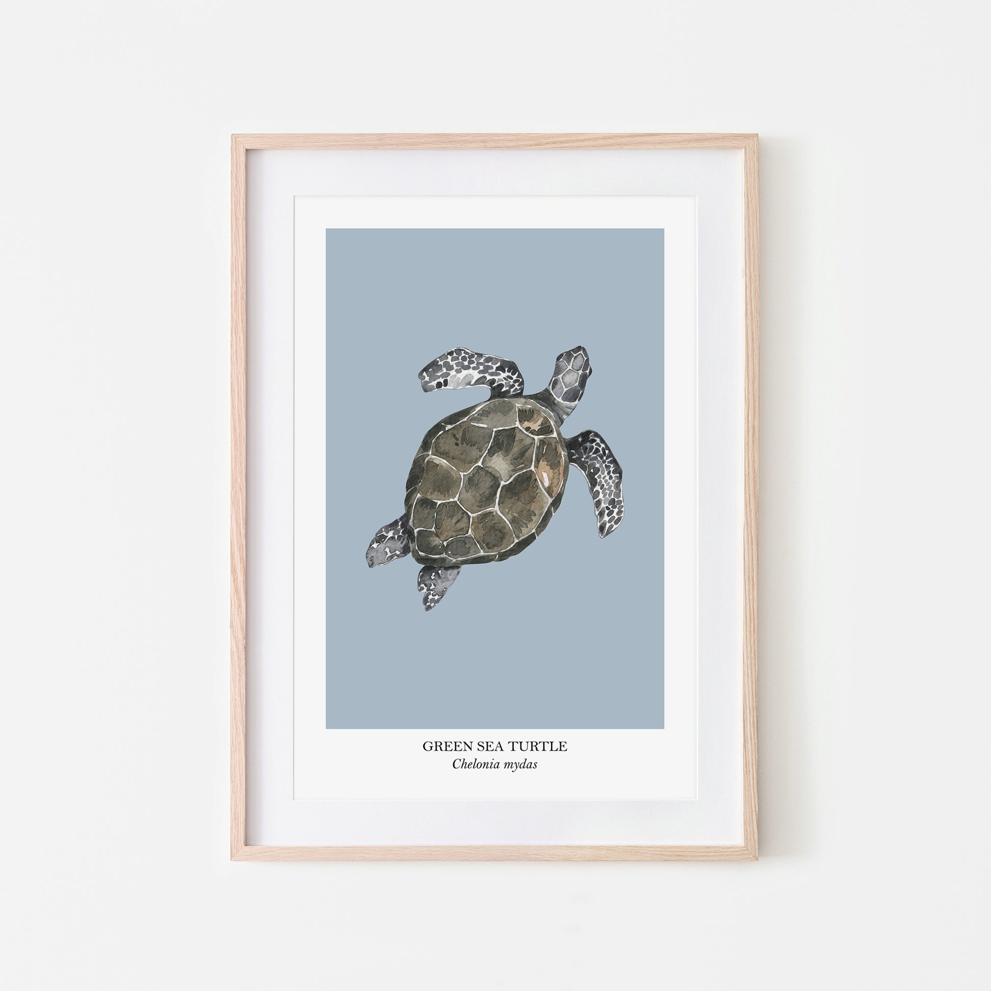Sea-Turtle-Watercolour-Sea-Creature-Wall-Art-in-Fog-Blue