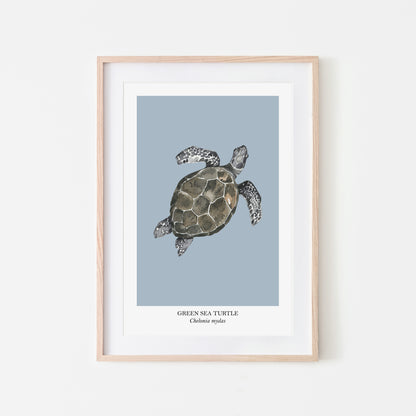 Sea-Turtle-Watercolour-Sea-Creature-Wall-Art-in-Fog-Blue