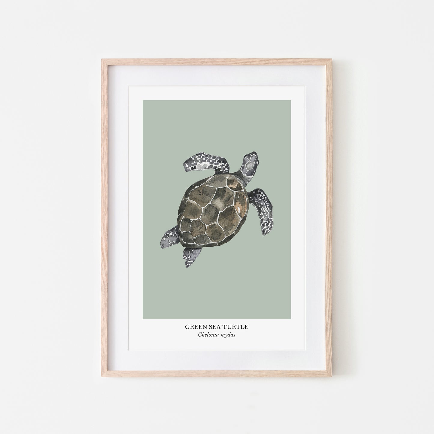 Sea-Turtle-Watercolour-Sea-Creature-Wall-Art-in-Mist-Green
