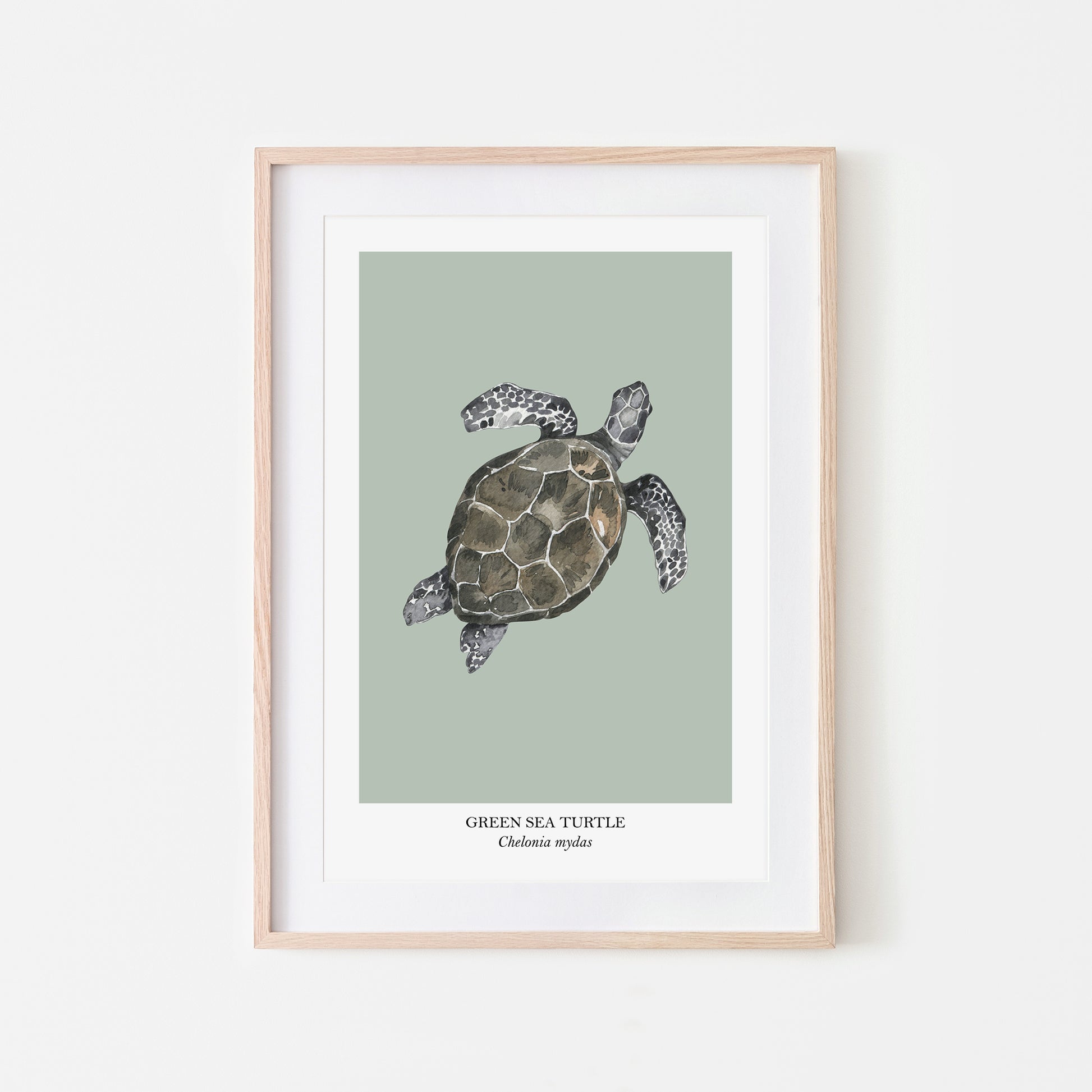 Sea-Turtle-Watercolour-Sea-Creature-Wall-Art-in-Mist-Green