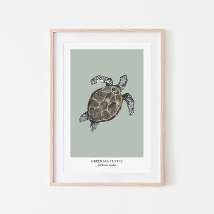 Sea-Turtle-Watercolour-Sea-Creature-Wall-Art-in-Mist-Green