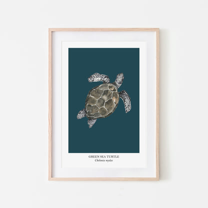 Sea-Turtle-Watercolour-Sea-Creature-Wall-Art-in-Navy-Blue