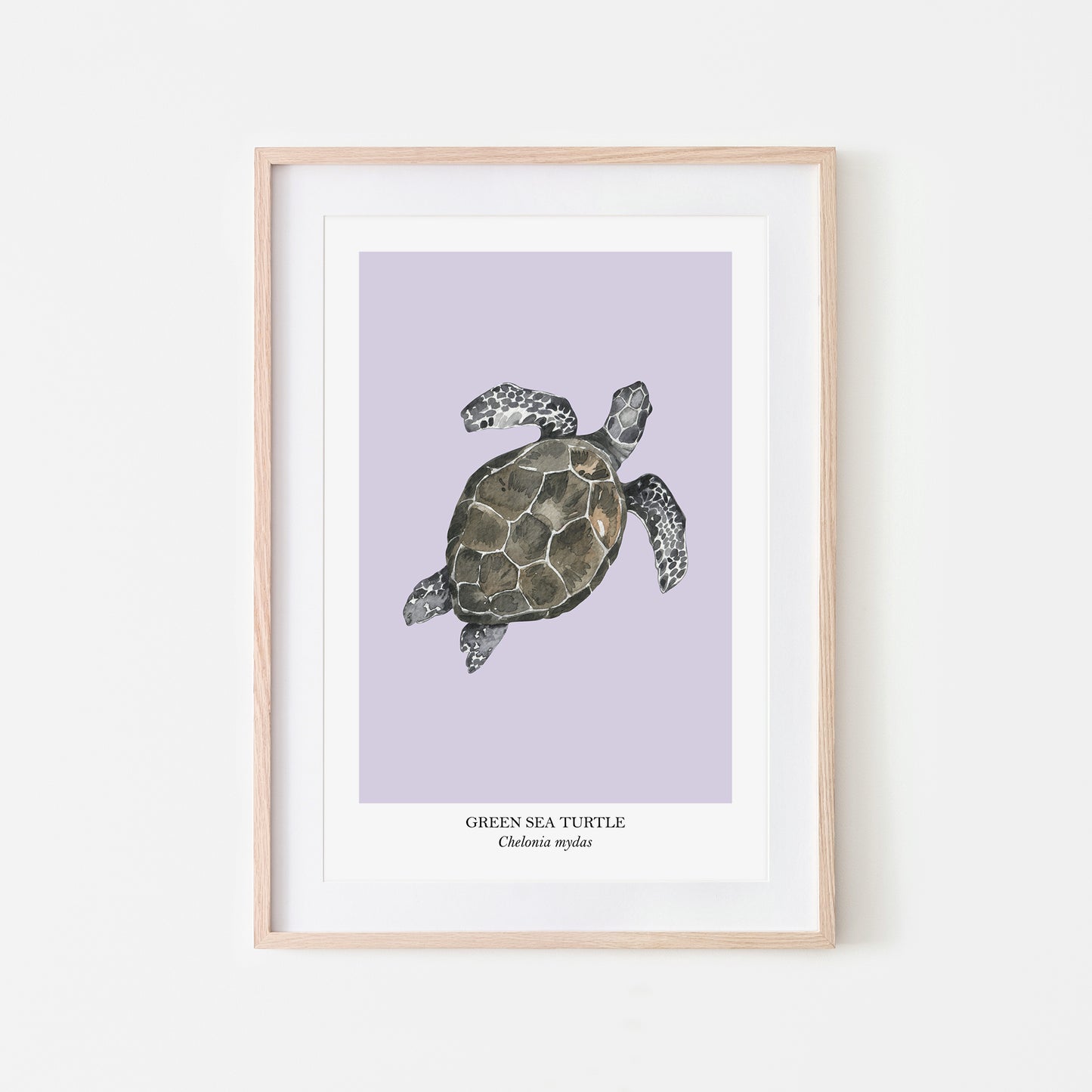 Sea-Turtle-Watercolour-Sea-Creature-Wall-Art-in-Peri-Purple