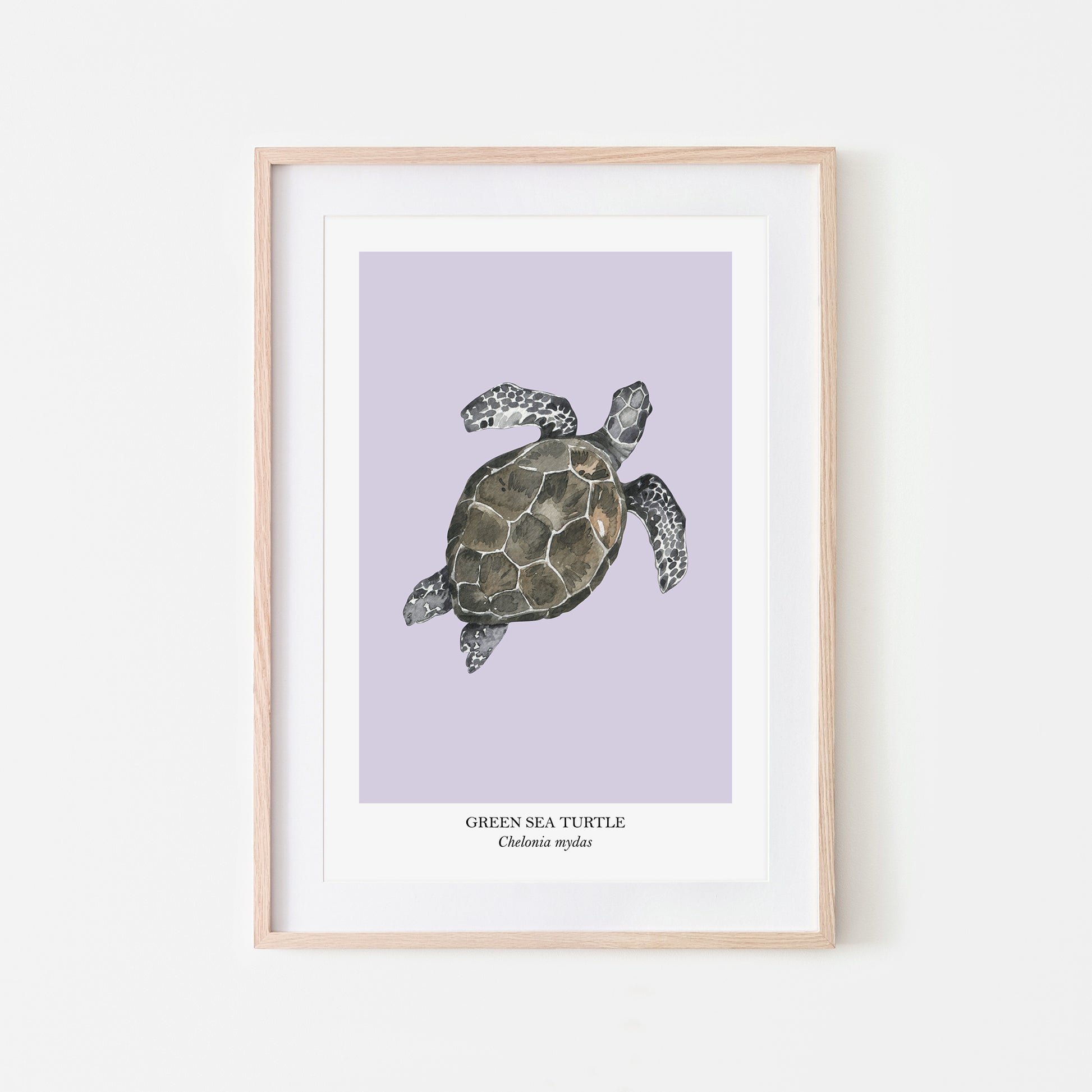 Sea-Turtle-Watercolour-Sea-Creature-Wall-Art-in-Peri-Purple
