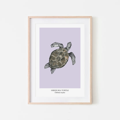 Sea-Turtle-Watercolour-Sea-Creature-Wall-Art-in-Peri-Purple
