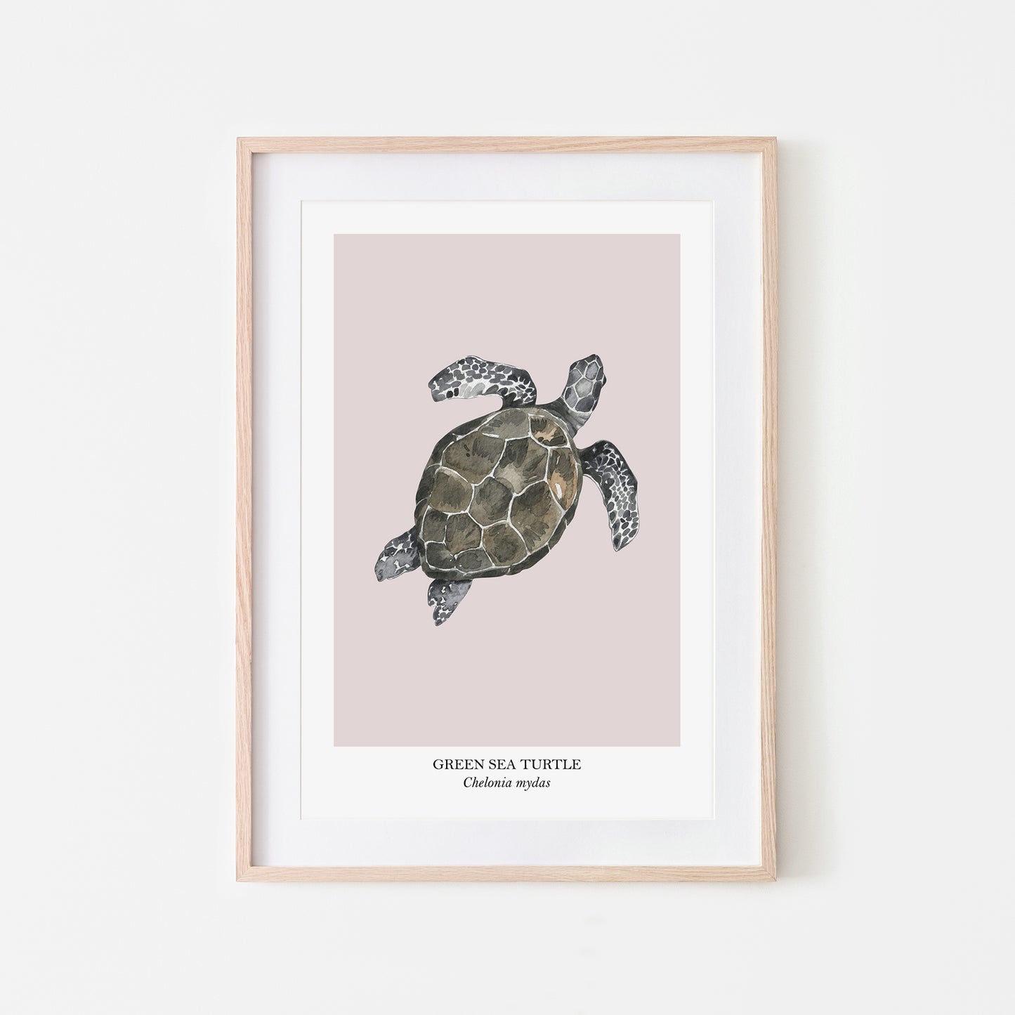 Sea-Turtle-Watercolour-Sea-Creature-Wall-Art-in-Pointe-Pink