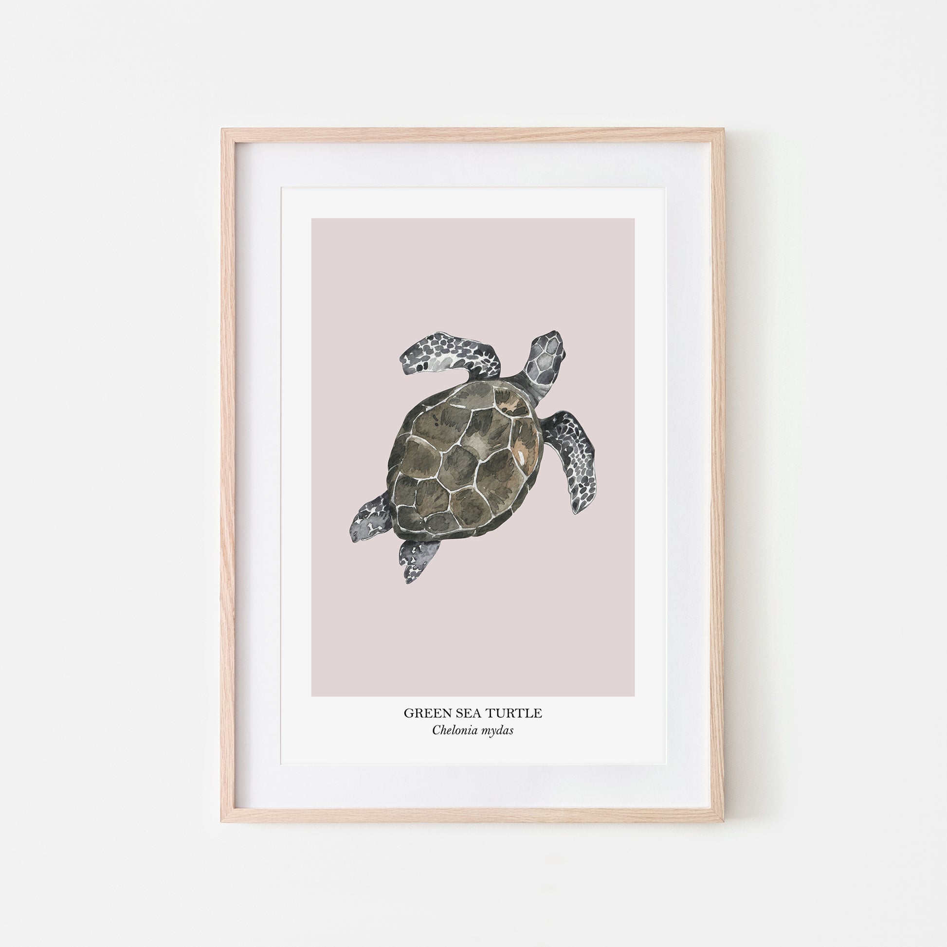Sea-Turtle-Watercolour-Sea-Creature-Wall-Art-in-Pointe-Pink