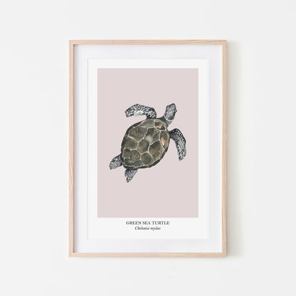 Sea-Turtle-Watercolour-Sea-Creature-Wall-Art-in-Pointe-Pink
