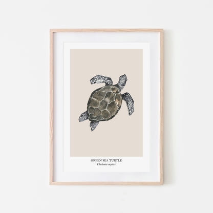 Sea-Turtle-Watercolour-Sea-Creature-Wall-Art-in-Sand