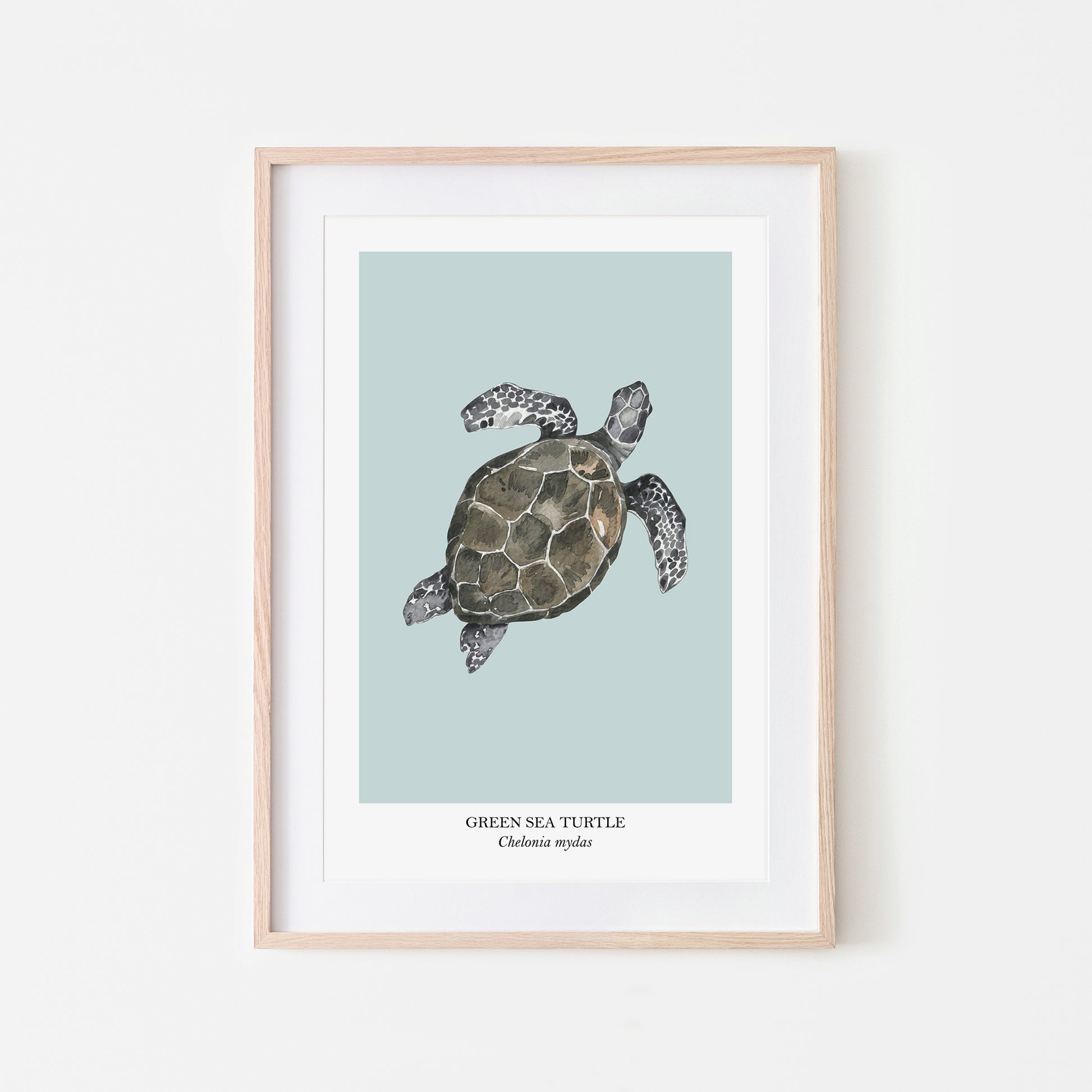 Sea-Turtle-Watercolour-Sea-Creature-Wall-Art-in-Shell-Blue