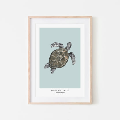Sea-Turtle-Watercolour-Sea-Creature-Wall-Art-in-Shell-Blue